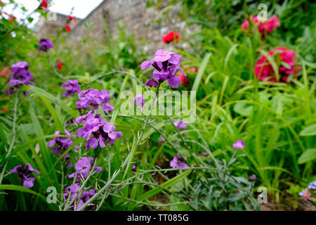 West Sussex, England, UK. Random chaotisch Anpflanzung von Mauerblümchen und Pfingstrosen in einem etablierten Cottage Garten im Frühsommer Stockfoto