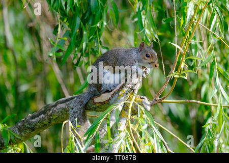 West Sussex, UK. Süße kleine Östlichen Grauhörnchen (Sciurus carolinensis) thront auf den Ästen eines Weeping Willow Tree (Olea europaea) Stockfoto