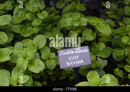 Banane Minze - Mentha arvensis Vielfalt. Pfefferminze (Mentha Piperita) ist ein beliebtes Kraut, das in zahlreichen Formen (IE, Öl, Blatt, Leaf Extract verwendet werden können, Stockfoto