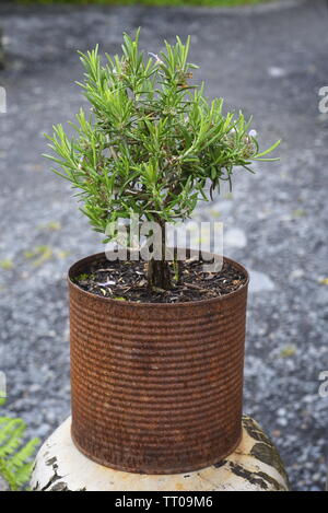 Rosmarinus officinalis, allgemein bekannt als Rosmarin, ist ein Woody, mehrjährige Kraut mit duftenden, Evergreen, nadelartigen Blättern und weissen, rosa, violett, o Stockfoto