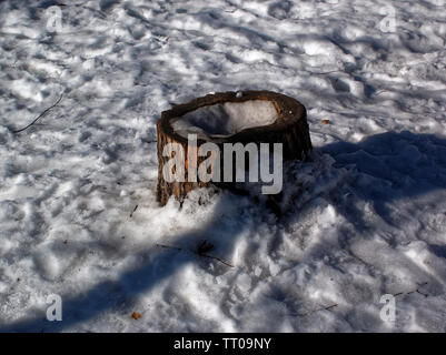 Stumpf im Schnee im Park im Winter, Moskau Stockfoto