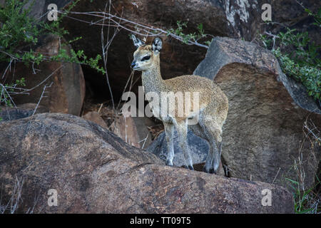 Imature Klippspringer (Oreotragus oreotragus) 1 Stockfoto