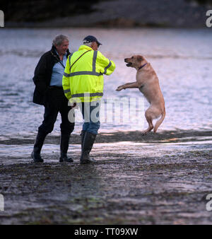 Hund spielen auf Kapelle Beach, Port St Mary, die Insel Man, den Britischen Inseln Stockfoto