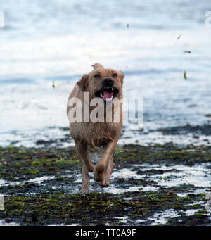 Hund spielen auf Kapelle Beach, Port St Mary, die Insel Man, den Britischen Inseln Stockfoto