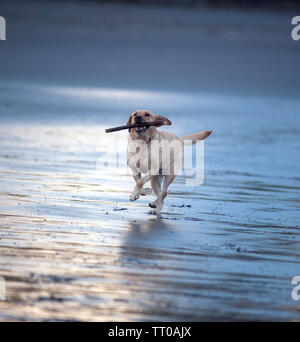 Hund spielen auf Kapelle Beach, Port St Mary, die Insel Man, den Britischen Inseln Stockfoto