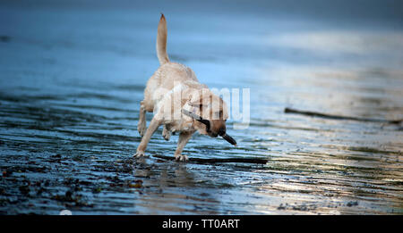Hund spielen auf Kapelle Beach, Port St Mary, die Insel Man, den Britischen Inseln Stockfoto