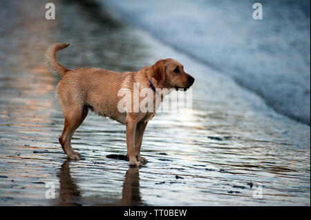 Hund spielen auf Kapelle Beach, Port St Mary, die Insel Man, den Britischen Inseln Stockfoto