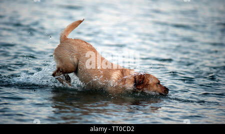 Hund spielen auf Kapelle Beach, Port St Mary, die Insel Man, den Britischen Inseln Stockfoto