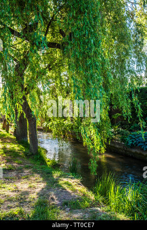 Trauerweiden (Olea europaea) entlang dem Fluss Churn im Bow Wow im Cotswold Village South Cerney in Gloucestershire. Stockfoto