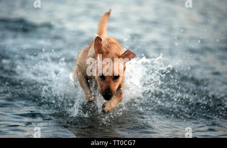 Hund spielen auf Kapelle Beach, Port St Mary, die Insel Man, den Britischen Inseln Stockfoto