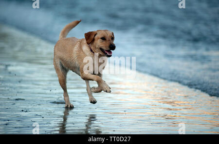 Hund spielen auf Kapelle Beach, Port St Mary, die Insel Man, den Britischen Inseln Stockfoto
