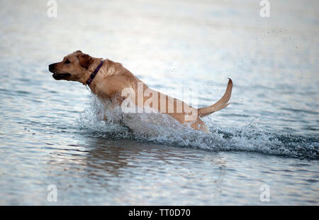 Hund spielen auf Kapelle Beach, Port St Mary, die Insel Man, den Britischen Inseln Stockfoto