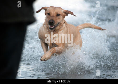 Hund spielen auf Kapelle Beach, Port St Mary, die Insel Man, den Britischen Inseln Stockfoto