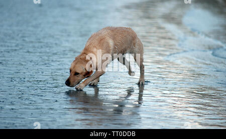 Hund spielen auf Kapelle Beach, Port St Mary, die Insel Man, den Britischen Inseln Stockfoto
