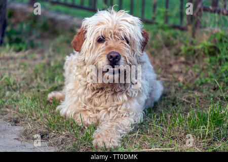 Portrait von haarig Braune mutt Hund Stockfoto