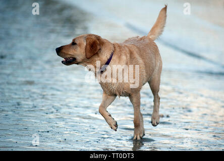 Hund spielen auf Kapelle Beach, Port St Mary, die Insel Man, den Britischen Inseln Stockfoto