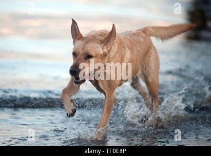Hund spielen auf Kapelle Beach, Port St Mary, die Insel Man, den Britischen Inseln Stockfoto