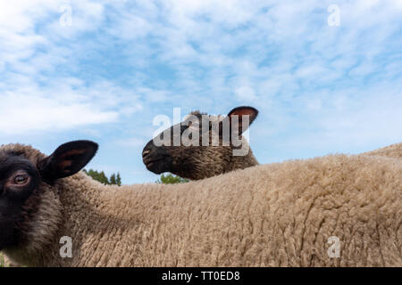 Leiter der Schafe über die Rückseite eines anderen gesehen, in der Nähe an einem bewölkten Himmel Stockfoto