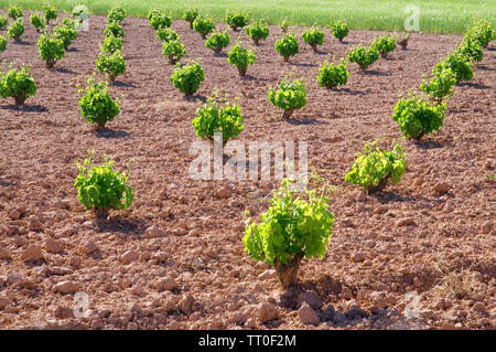 Weingut. La Manchuela, Albacete Provinz Castilla La Mancha, Spanien. Stockfoto