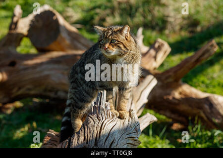 Schottische Wildkatze (Felis silvestris silvestris) Stockfoto