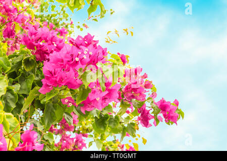 Rosafarbene Bougainvillea Blumen auf Hintergrund des blauen Himmels. Stockfoto