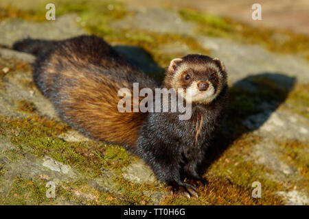 Europäischer Iltis (Mustela Putorius) Stockfoto