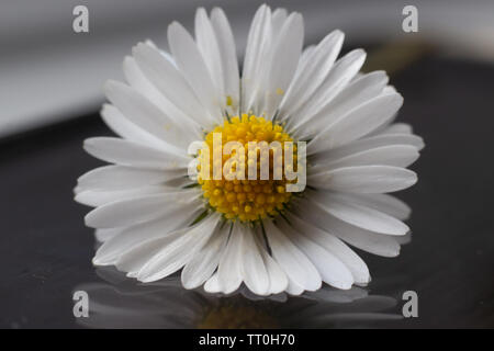 Blumen, schöne Nahaufnahmen von Blumen mit Flash Fotografie mit Canon Geschwindigkeit - Licht und Canon 600D mit 55-250-mm-Objektiv mit Makro adopter. Stockfoto