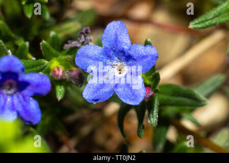 Blumen, schöne Nahaufnahmen von Blumen mit Flash Fotografie mit Canon Geschwindigkeit - Licht und Canon 600D mit 55-250-mm-Objektiv mit Makro adopter. Stockfoto