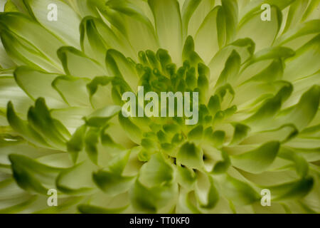 Blumen, schöne Nahaufnahmen von Blumen mit Flash Fotografie mit Canon Geschwindigkeit - Licht und Canon 600D mit 55-250-mm-Objektiv mit Makro adopter. Stockfoto