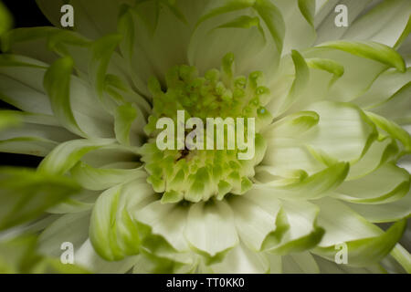 Blumen, schöne Nahaufnahmen von Blumen mit Flash Fotografie mit Canon Geschwindigkeit - Licht und Canon 600D mit 55-250-mm-Objektiv mit Makro adopter. Stockfoto