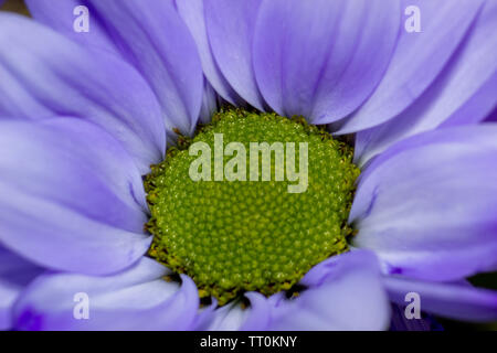 Blumen, schöne Nahaufnahmen von Blumen mit Flash Fotografie mit Canon Geschwindigkeit - Licht und Canon 600D mit 55-250-mm-Objektiv mit Makro adopter. Stockfoto