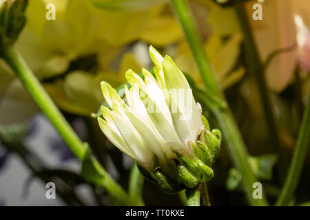 Blumen, schöne Nahaufnahmen von Blumen mit Flash Fotografie mit Canon Geschwindigkeit - Licht und Canon 600D mit 55-250-mm-Objektiv mit Makro adopter. Stockfoto