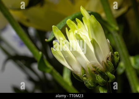 Blumen, schöne Nahaufnahmen von Blumen mit Flash Fotografie mit Canon Geschwindigkeit - Licht und Canon 600D mit 55-250-mm-Objektiv mit Makro adopter. Stockfoto