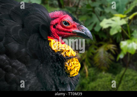 Australische brushturkey/australischen Bürste - Türkei/gweela/scheuern Türkei / Bush Türkei (Alectura lathami) in Australien Stockfoto