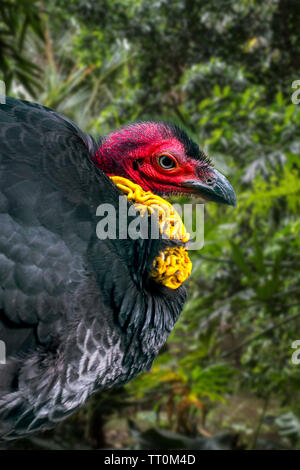 Australische brushturkey/australischen Bürste - Türkei/gweela/scheuern Türkei / Bush Türkei (Alectura lathami) in Australien Stockfoto