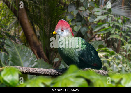 Red-Crested turaco (Tauraco erythrolophus) im Baum gehockt, frugivorous Vogel endemisch auf Western Angola, Afrika Stockfoto