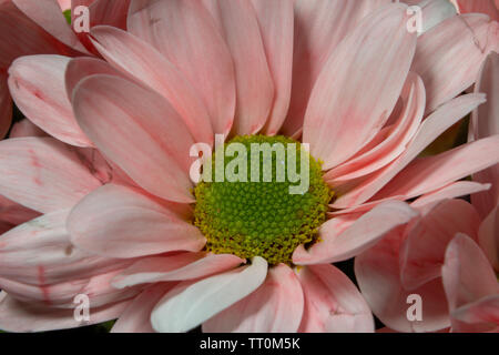 Blumen, schöne Nahaufnahmen von Blumen mit Flash Fotografie mit Canon Geschwindigkeit - Licht und Canon 600D mit 55-250-mm-Objektiv mit Makro adopter. Stockfoto