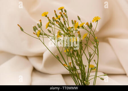 Löwenzahn kleine Blumen Blumenstrauß auf Hintergrund Tuch Stockfoto