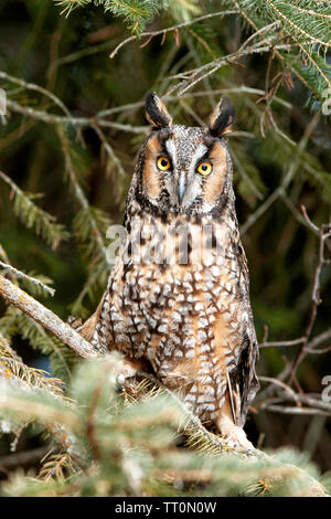 Nordamerika; USA; Montana; Tierwelt; Vögel; Raubfische; Waldohreule, Asio Otus Stockfoto