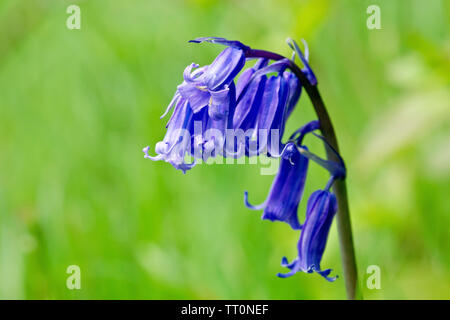 Bluebell oder wilde Hyazinthe (endymion non-skriptingunterbrechung, auch hyacinthoides non-scripta), in der Nähe von einer einzigen Anlage mit geringer Tiefenschärfe. Stockfoto