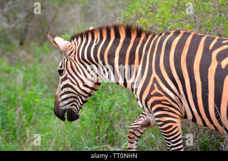 Safari Zebras in Kenia Nationalpark Ostafrika Stockfoto