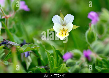 Feld Stiefmütterchen (Viola arvensis), in der Nähe von einer einzigen Blume stehen stolz über das Unterholz. Stockfoto