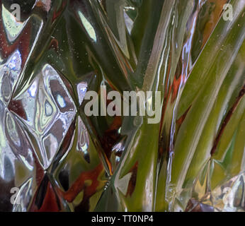 Grüne Pflanze stammt in einem klaren Kristall vase verzerrt Stockfoto