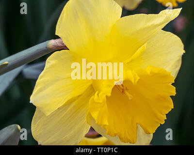 Einen einzigen hellen gelben doffodils in voller Blüte im Frühjahr Stockfoto