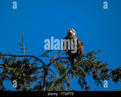Junge Adler auf der Oberseite des um Kiefer gegen strahlend blauen Himmel thront Stockfoto