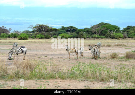 Safari Zebras in Kenia Nationalpark Ostafrika Stockfoto