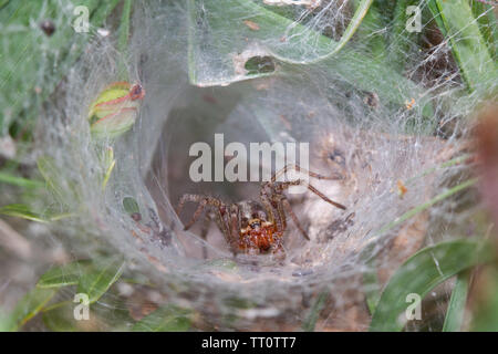 Funnel-Web spider, Agelena labyrinthica, wartet in seiner röhrenförmigen Rückzugsort für Beute Stockfoto