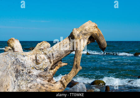 Treibholz am Strand auf der Insel Rügen, Mecklenburg - Vorpommern, Deutschland Stockfoto