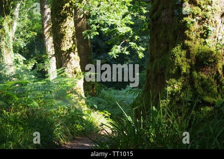 Moosigen Stamm der Stieleiche (Quercus robur) in Holne Holz. Nationalpark Dartmoor, Devon, Großbritannien. Stockfoto