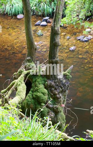 Tot Moosbewachsenen knorrigen Eiche Baum auf der Klippe Bank durch den Fluss Dart. Holne Woods, Nationalpark Dartmoor, Devon, Großbritannien. Stockfoto